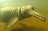 L'unique espèce de dauphin d’eau douce, le dauphin du Yangsé, a disparu en 2007 Dauphin de Chine disparu en 2007