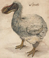 Le dodo ou dronte de l'Ile Maurice, symbole des espèces disparues à cause de l'homme.